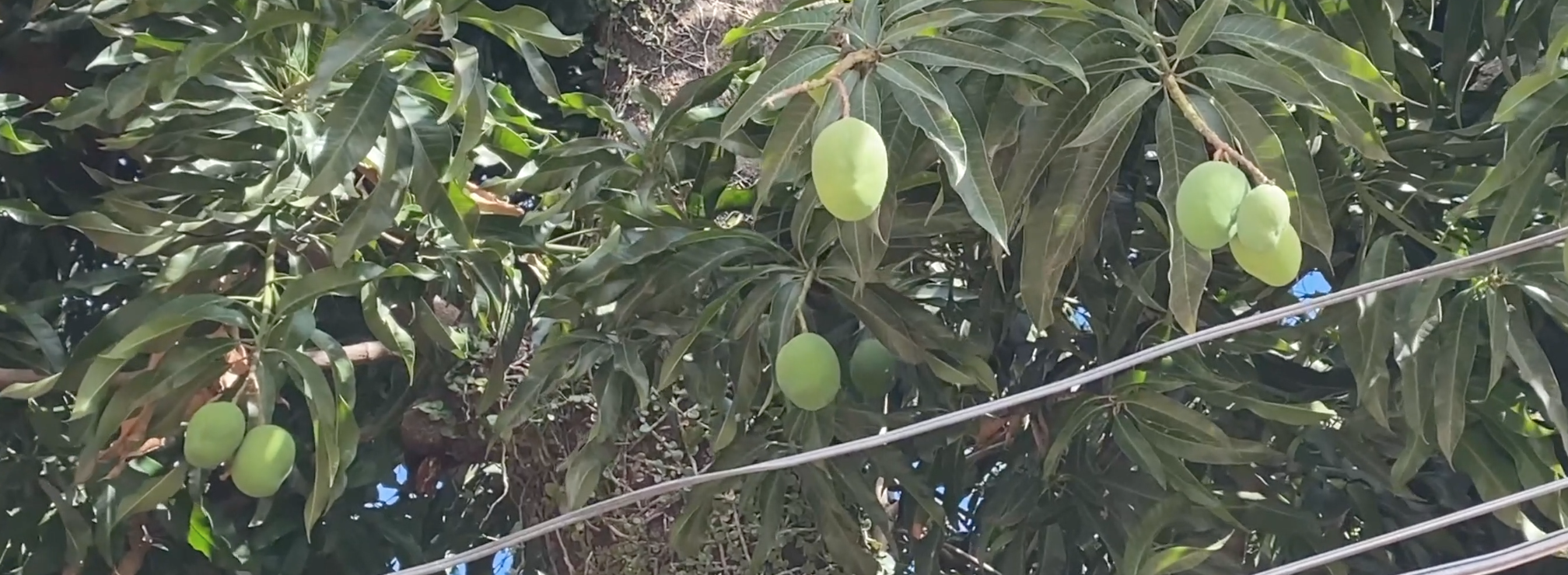 Green mangoes in a tree in Villa Morra, Asunción